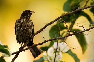 Palmtapuit - Dulus dominicus Palmtapuit - Dulus dominicus